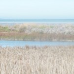 Week-end en Baie du Mont-Saint-Michel (30 octobre-01 novembre 2015)